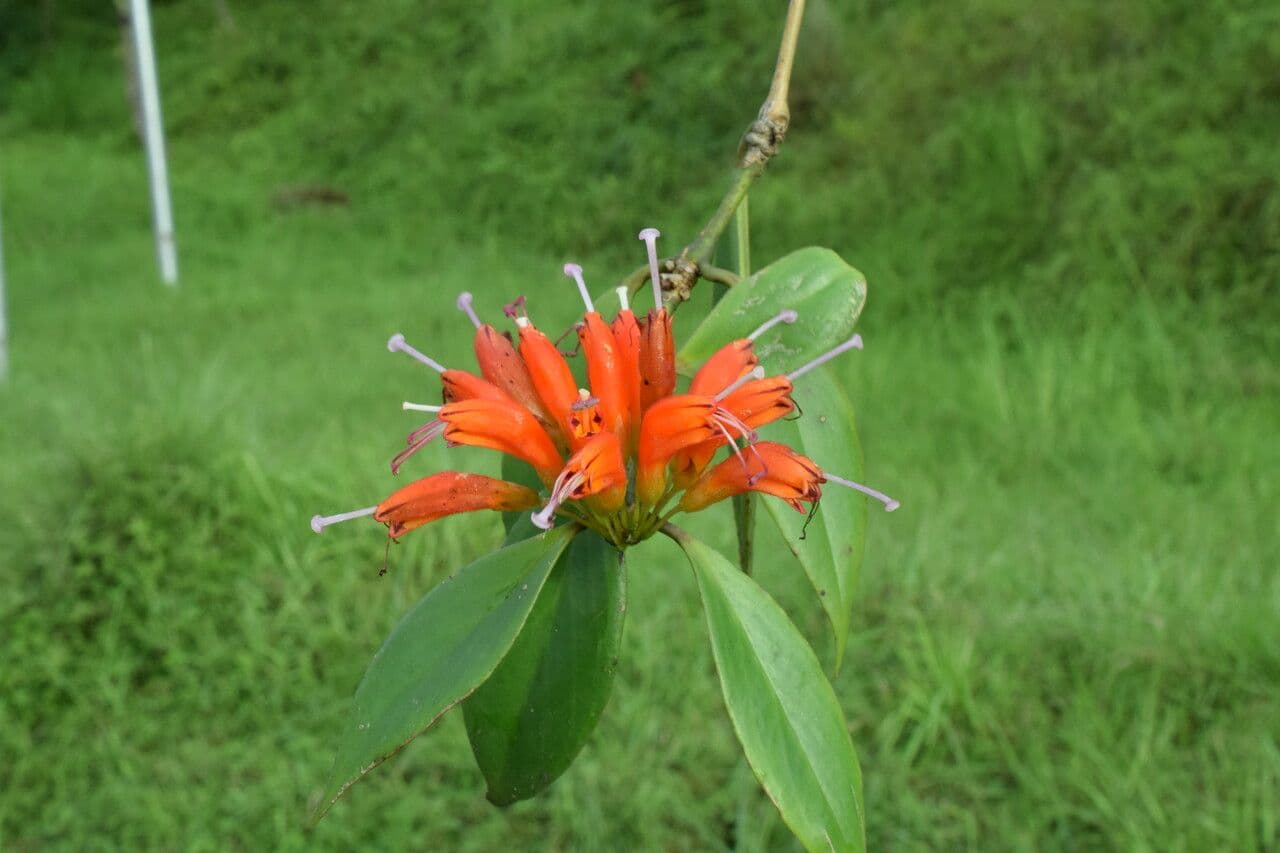 Kleinblütige Lippenstiftblume 4