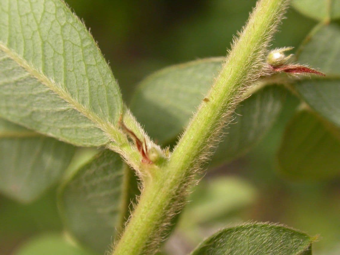 Lespedeza lysá 22