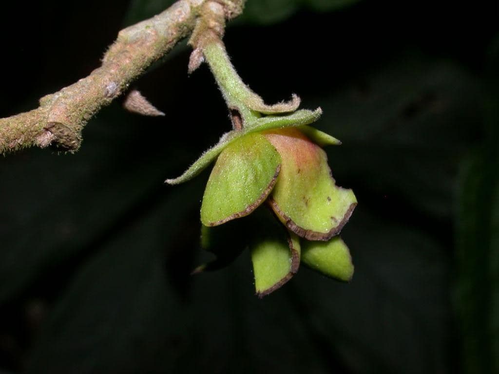 Sapranthus viridiflorus 2