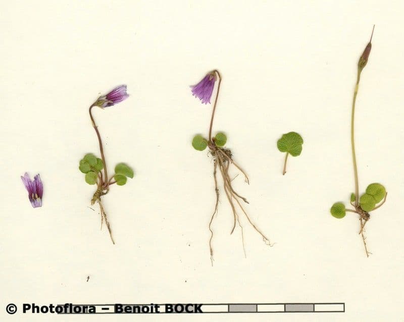 Zwerg-Glockenblume 16