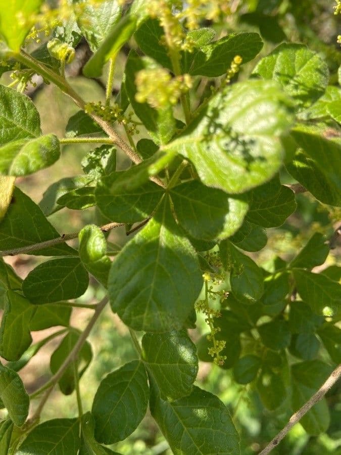 Searsia pyroides 9