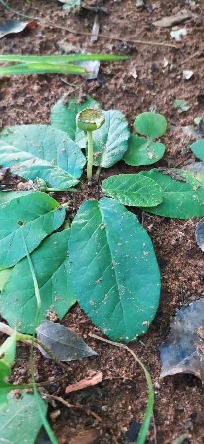 Dorstenia
