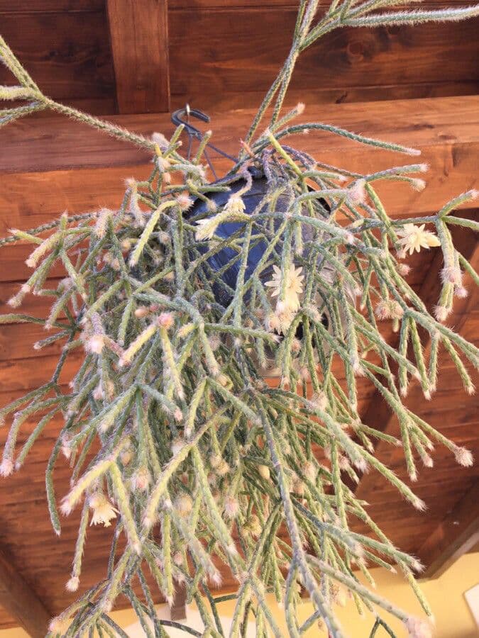 Rhipsalis 9
