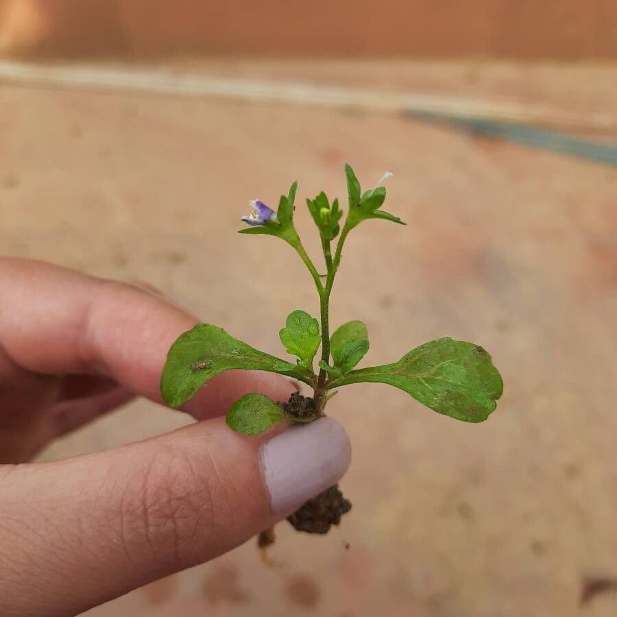 Mazus pumilus 9