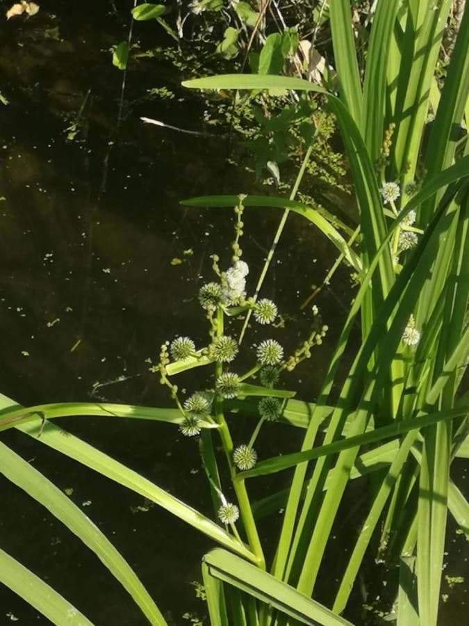 Platanaria