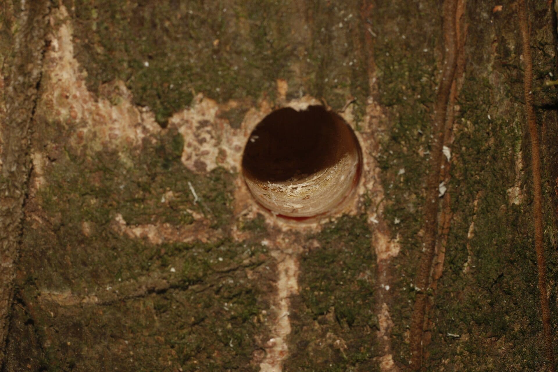Lonchocarpus 13