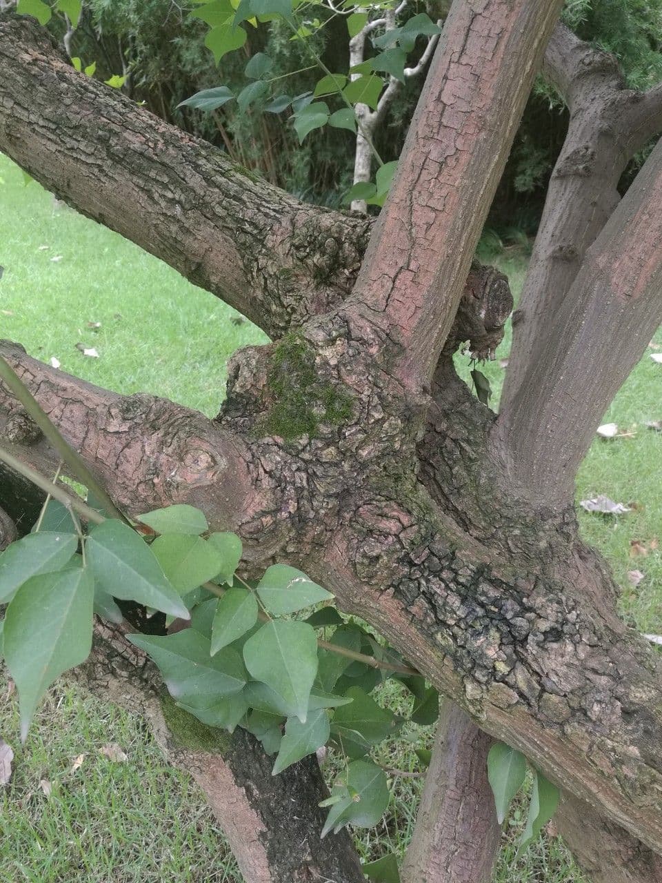 Eritrina coralloide 7