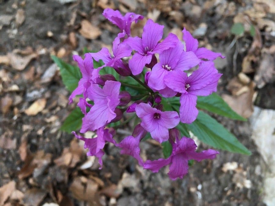 Kyčelnice pětilistá 8