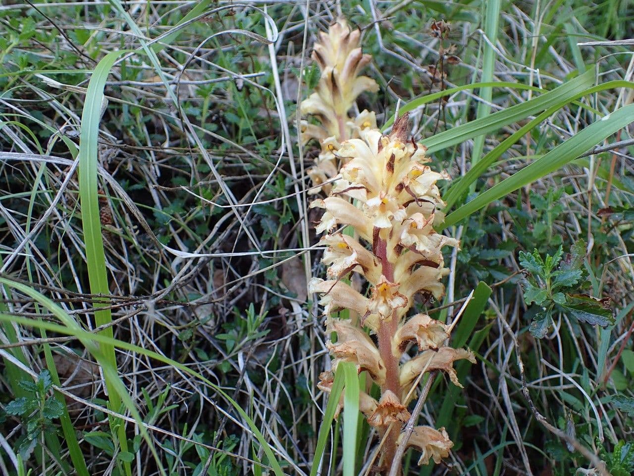 Orobanche gialla 8