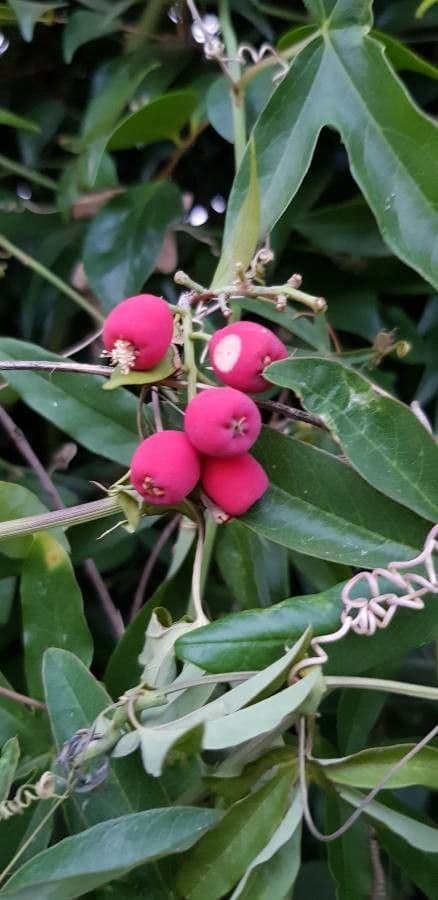 Syzygium paniculatum 10
