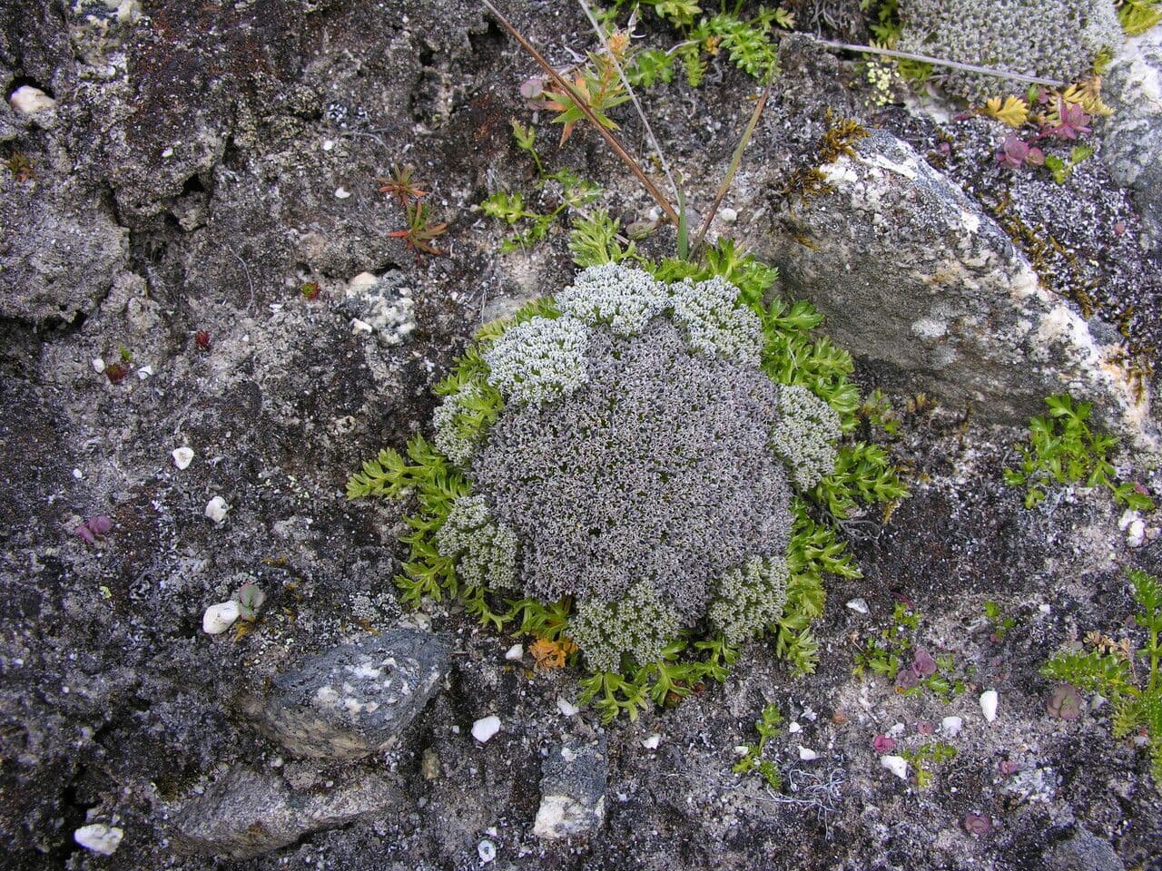 Cortiella 2
