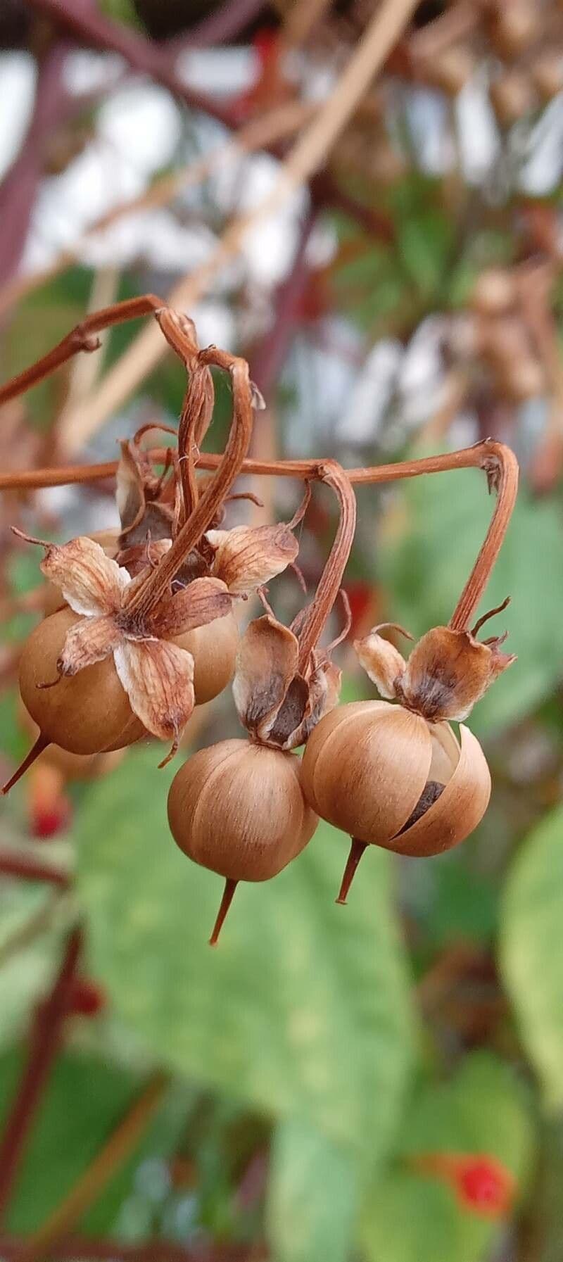 Ipomoea hederifolia 4