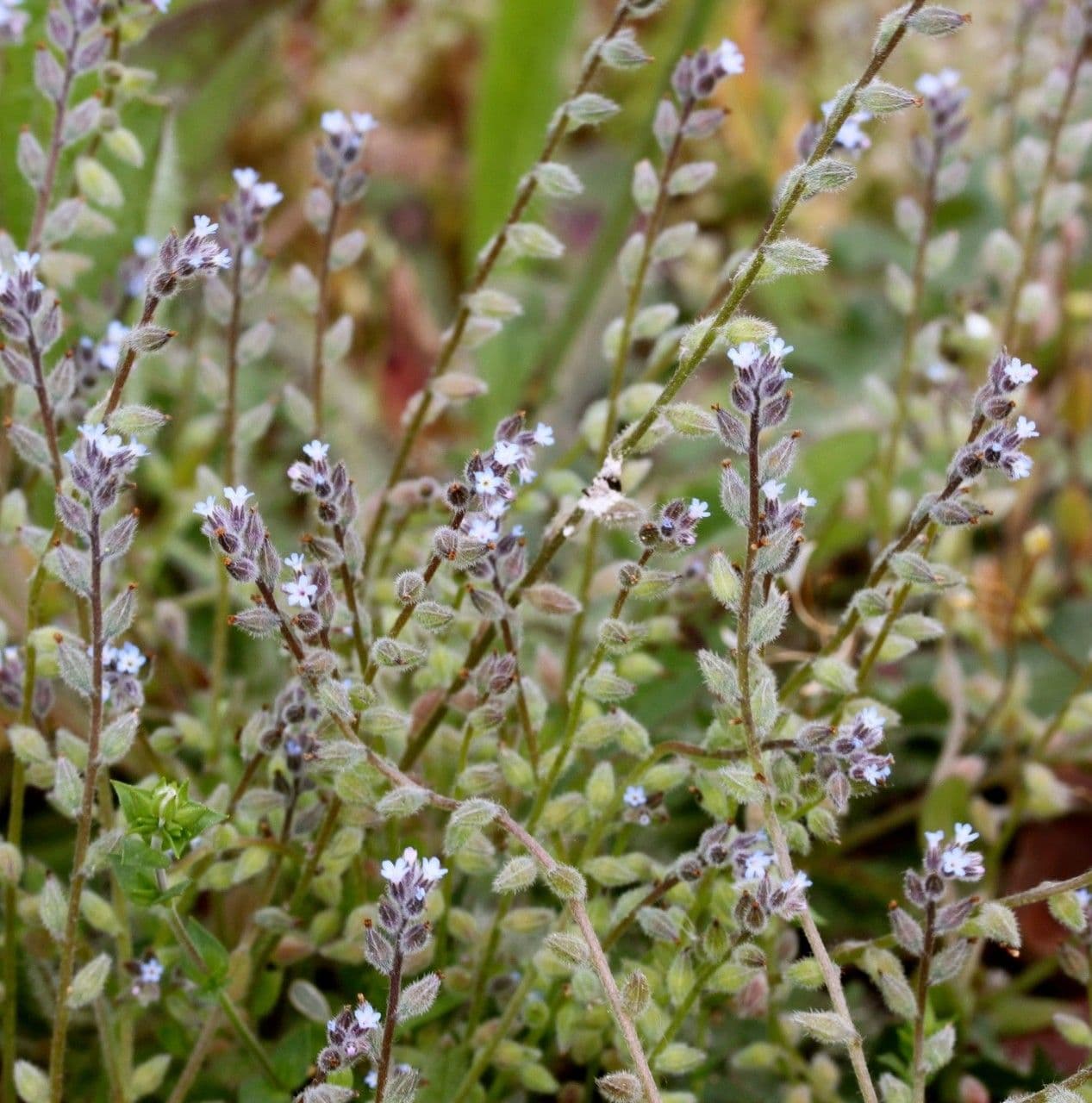 Myosotis de printemps 7