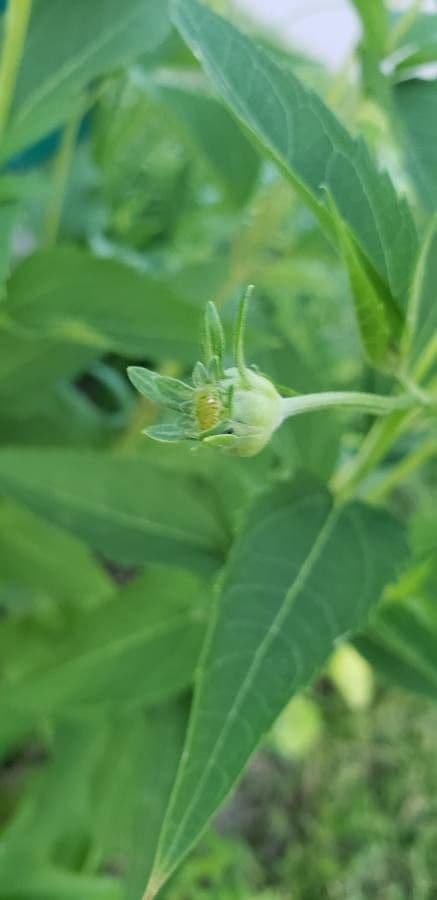 Girasole divaricato 25