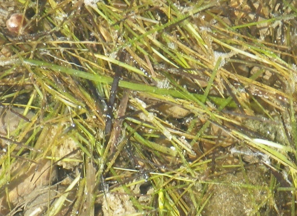 Zostera marina 9