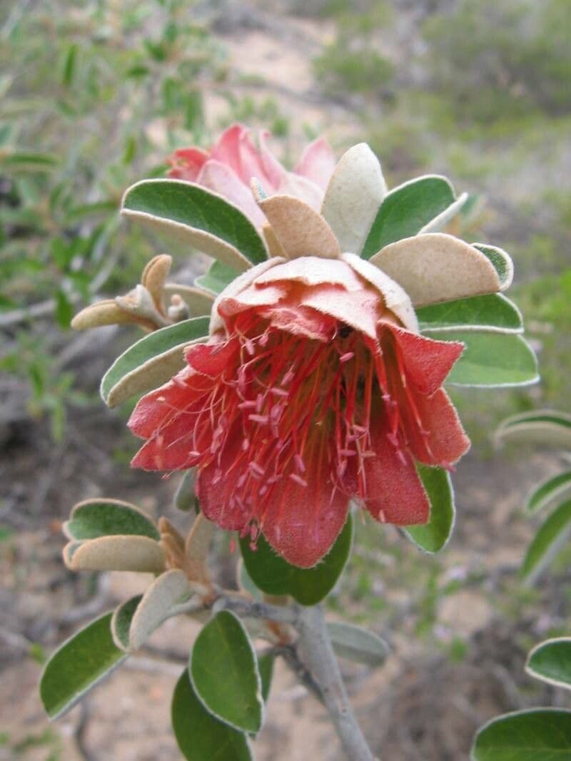 Xanthostemon 16