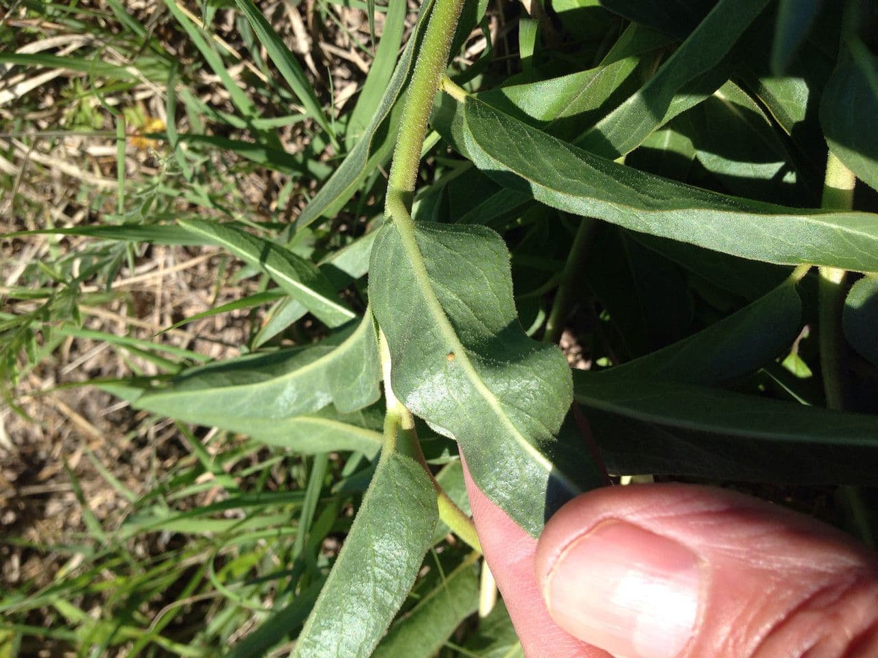 Asclepias asperula 17