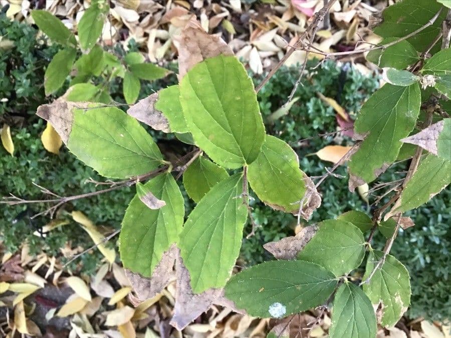 Deutzia