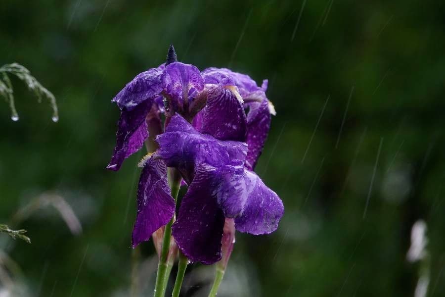 Iris de Perrier 5