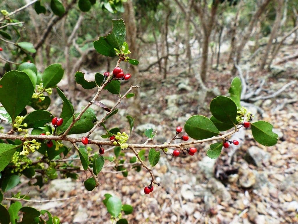 Emmenosperma 11