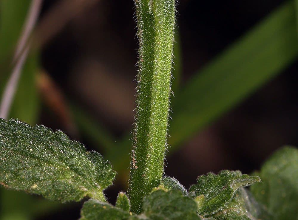 Stachys bullata 18