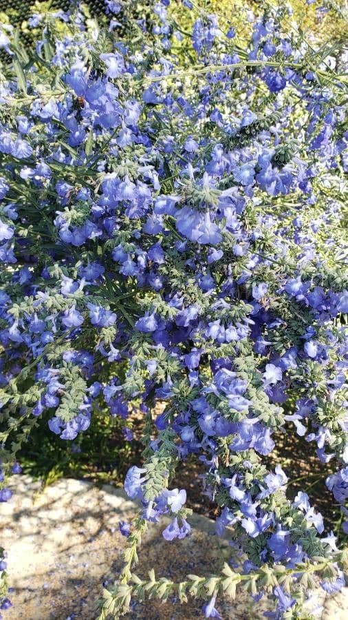 Salvia azurea 6
