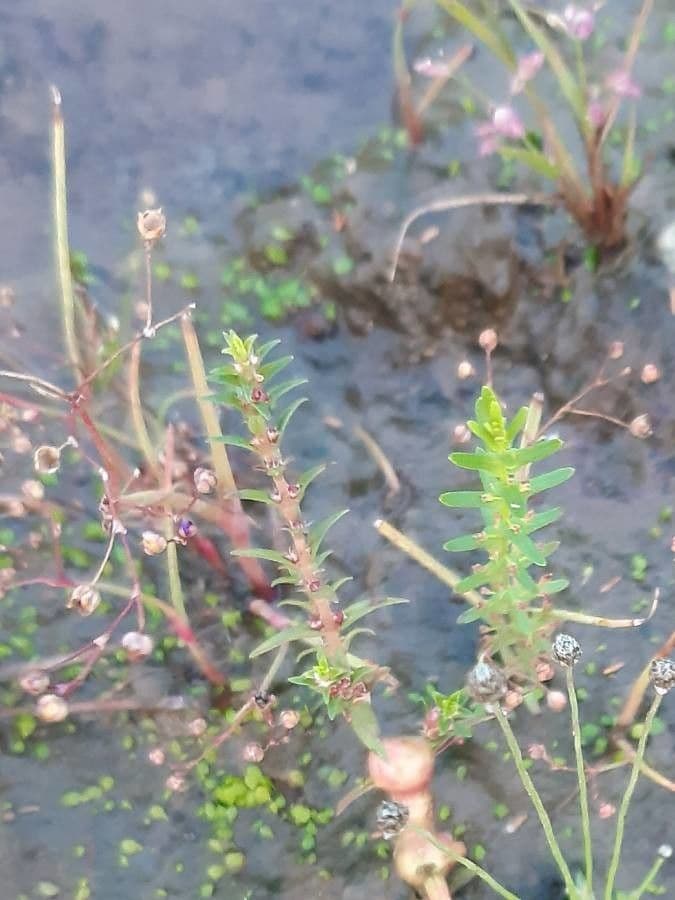 Rotala