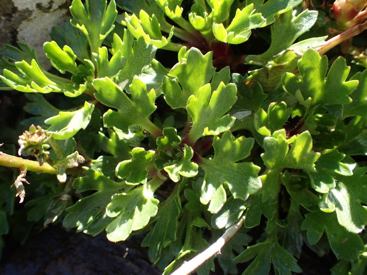 Saxifraga 15