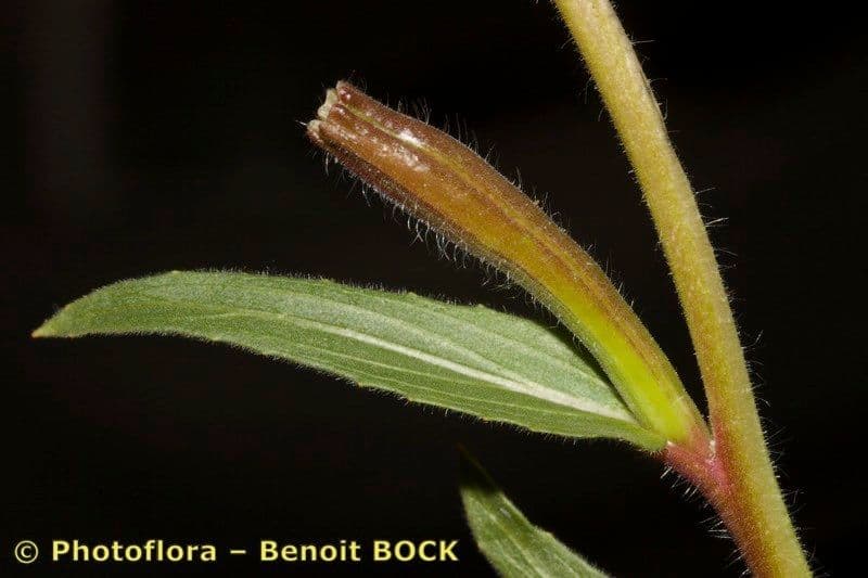 Onagra stricta 25