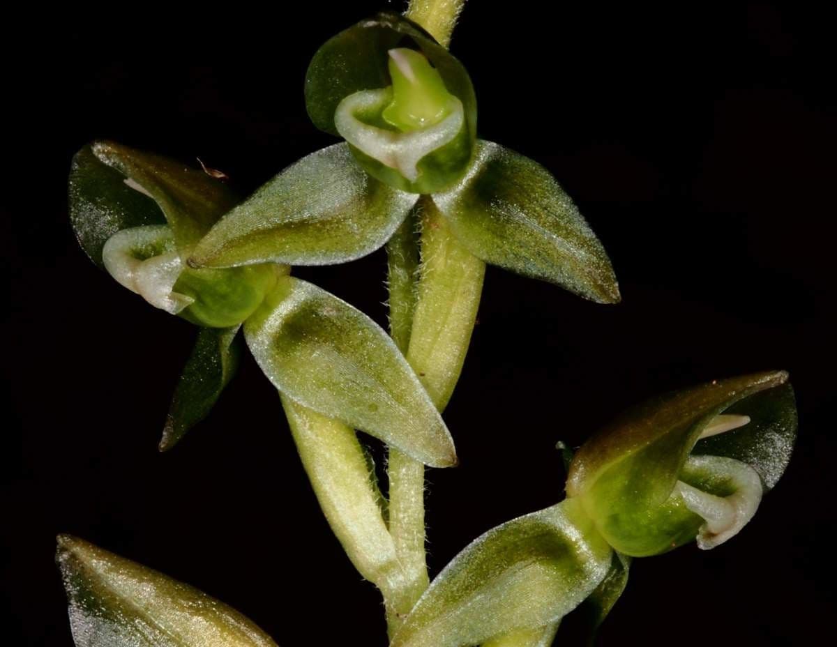 Goodyera verdiflora
