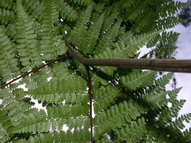 Hypolepis 16
