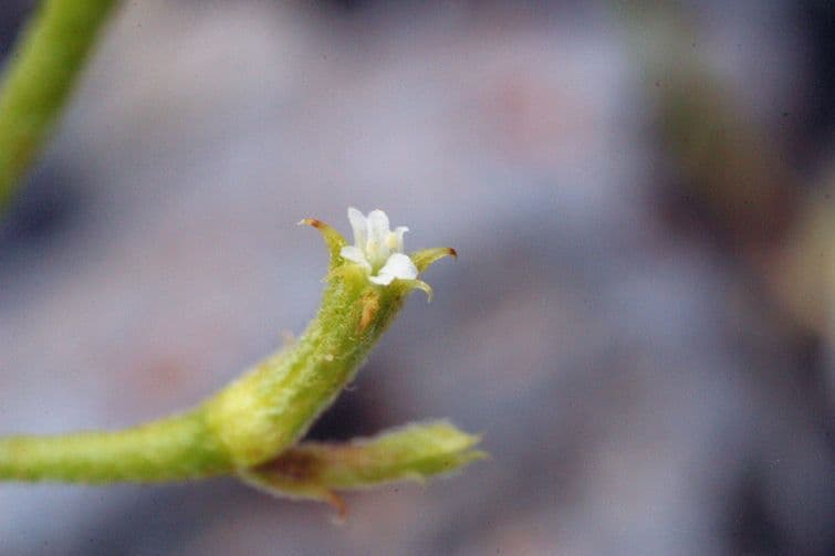 Chorizanthe brevicornu 3