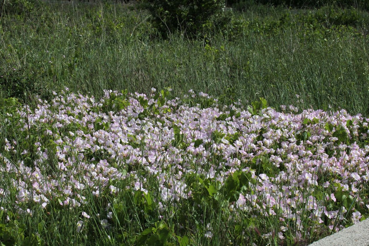 Enotera rosa 12