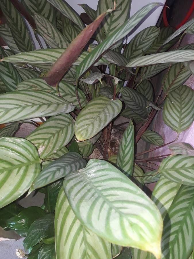 Ctenanthe setosa 10