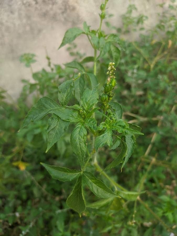 Croton lobato 19