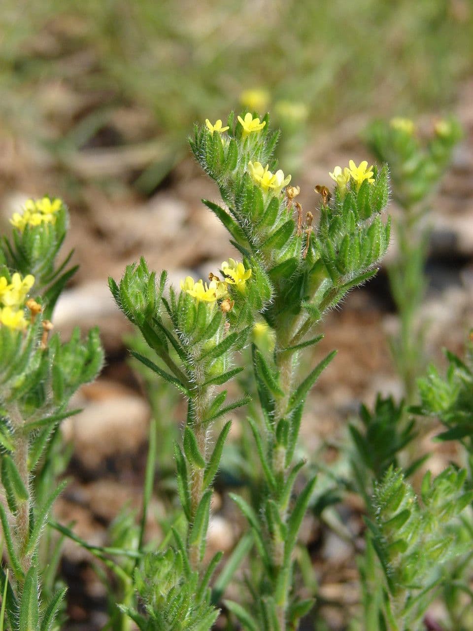 Neatostema apulum 11
