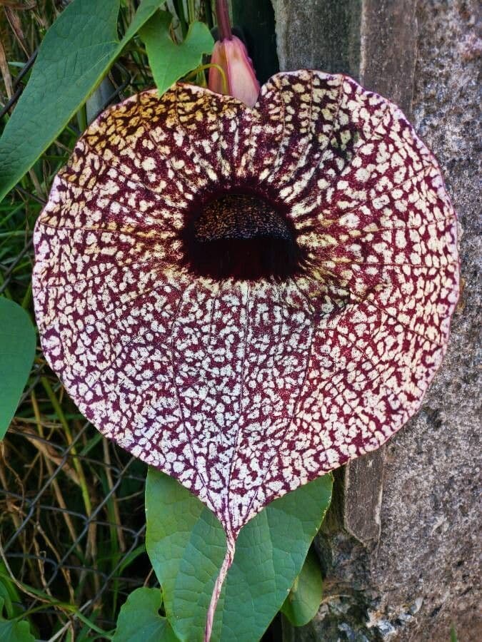 Fiore d'anatra 9