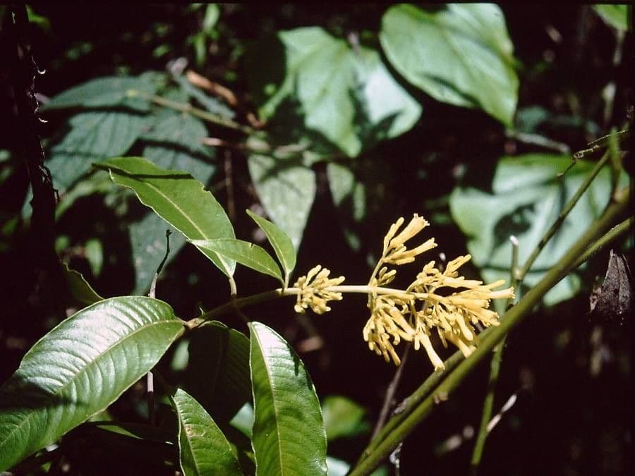 Palicourea 2