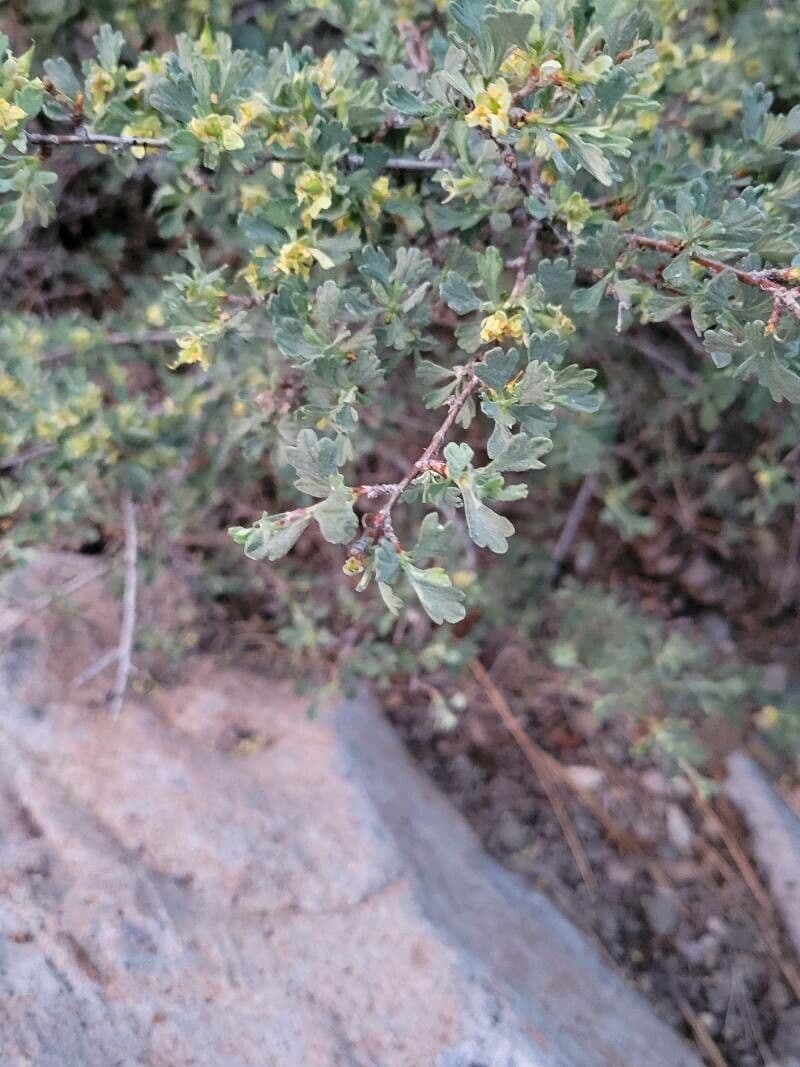 Purshia tridentata 15