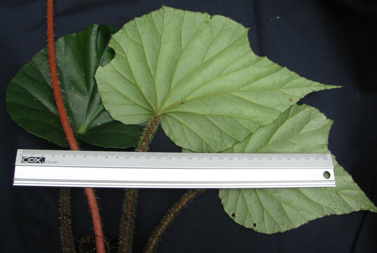 Begonia 17