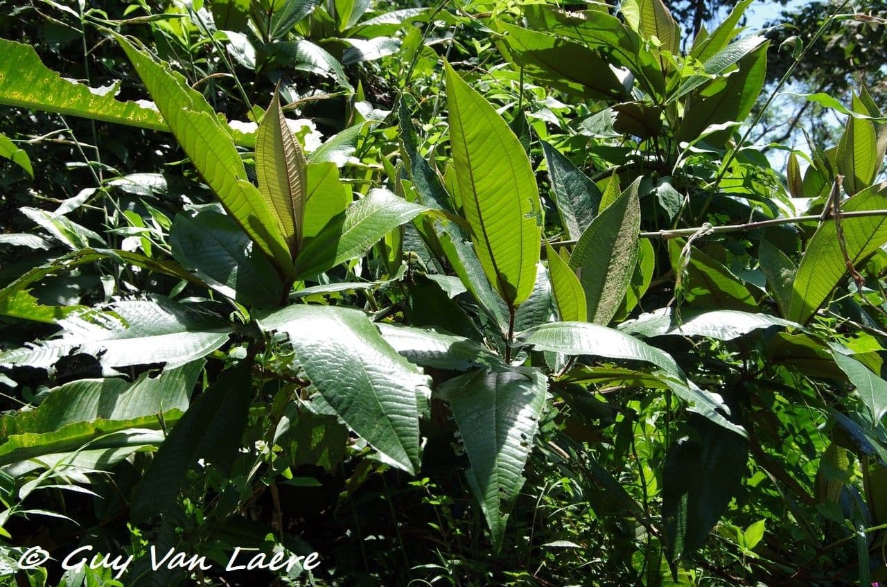 Miconia 15