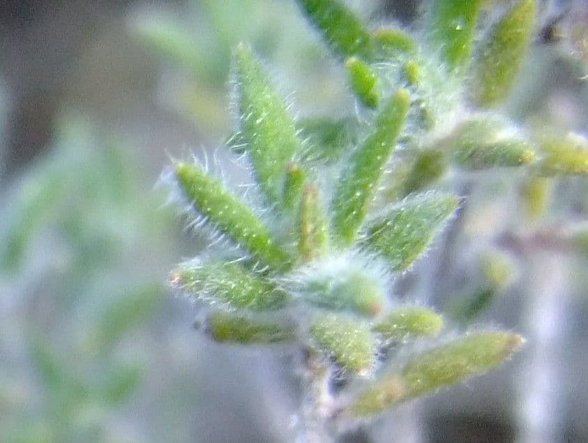 Micromeria 15