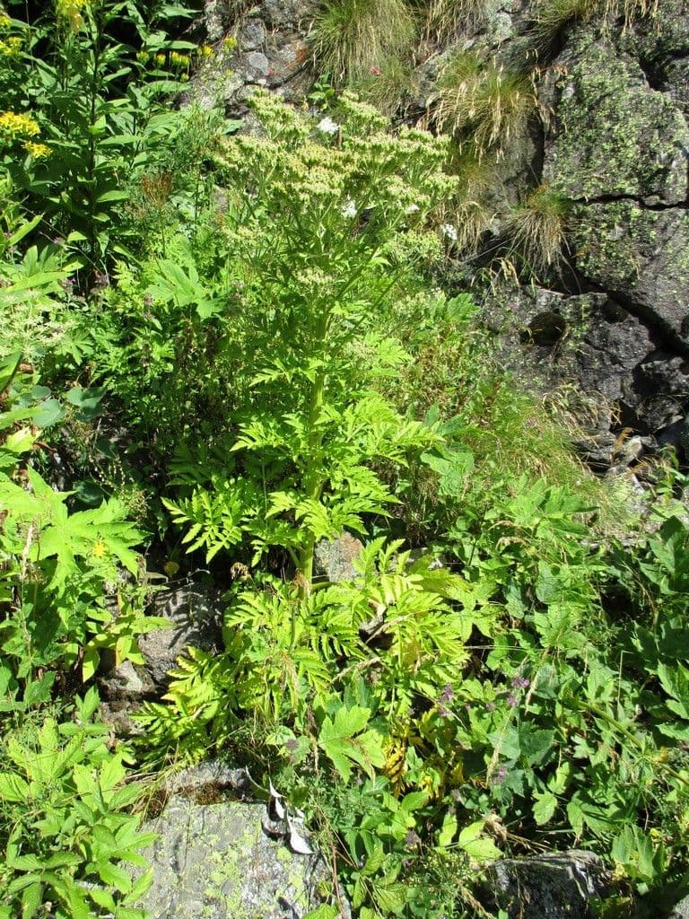 Pleurospermum austriaco 14