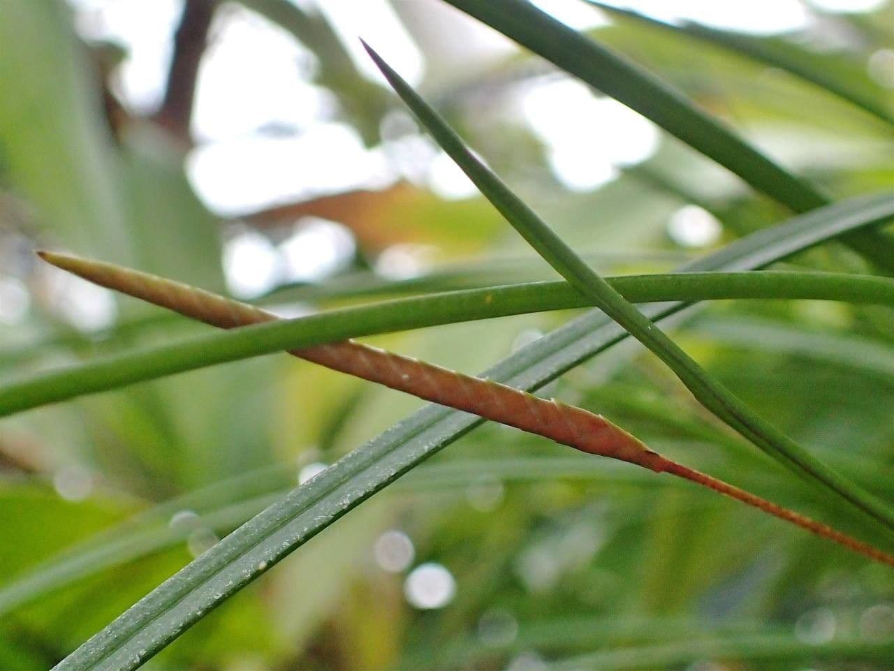 Dendrochilum 4