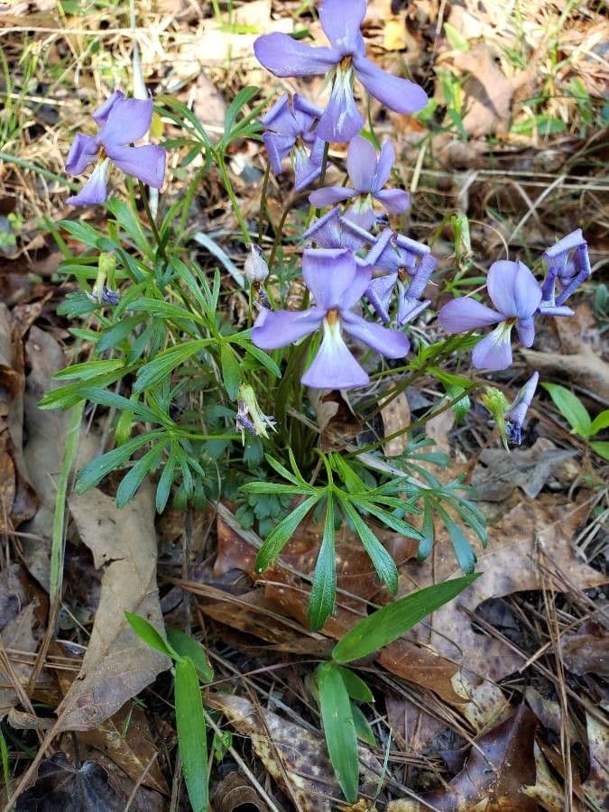 Viola pedata 18
