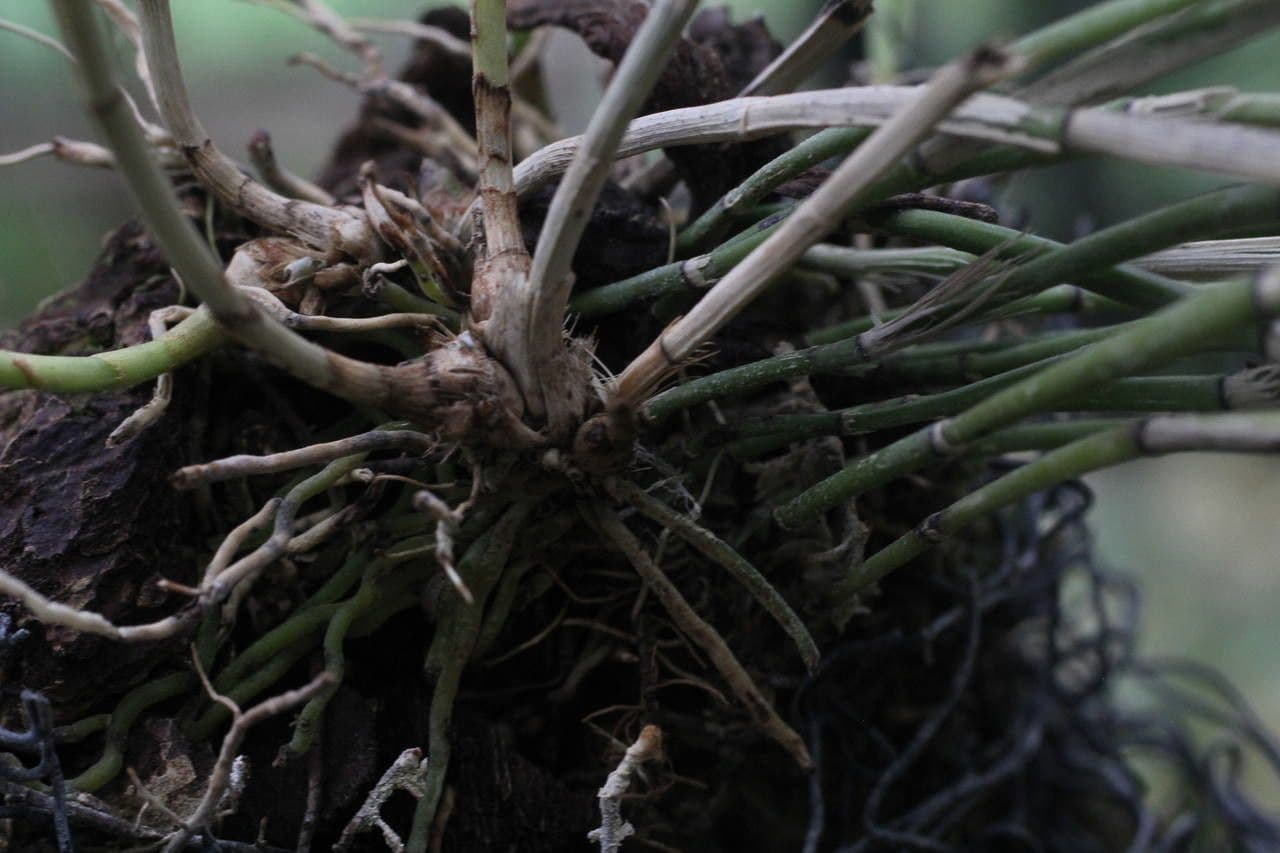 Octomeria 6