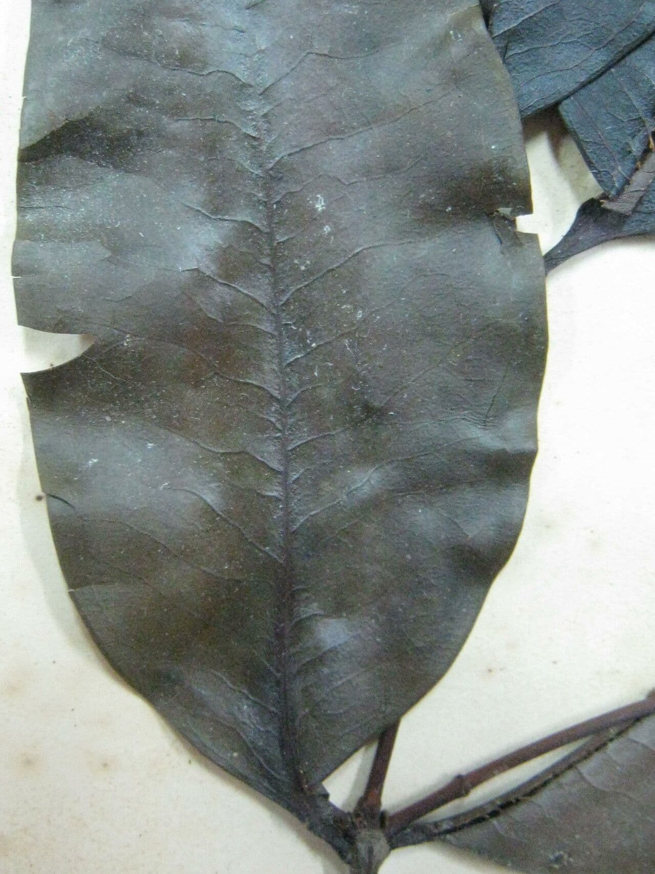 Schwarzer Trauerbaum 3