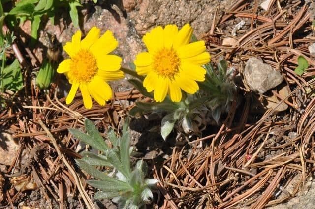 Actinea acaules 5