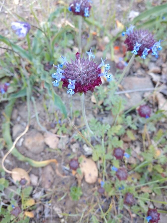 Salvia columbariae 10