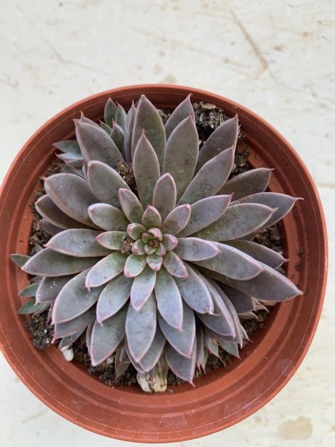 Graptopetalum 7